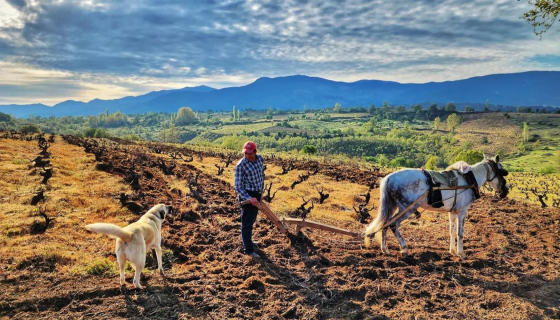 Eratalar Karasakız Vineyard in Akçakıl village_Photo credit@Chamlija Wines