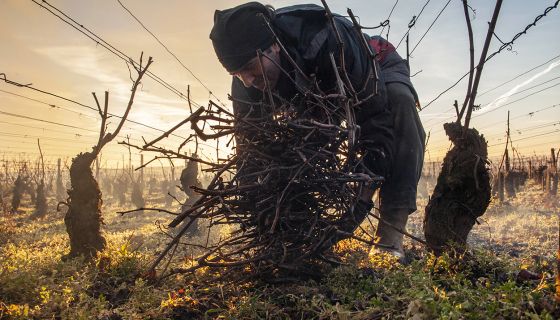 gathering vine prunings in Corton-Les Bressandes
