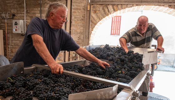 Triage at Domaine Lafarge - by Jon Wyand