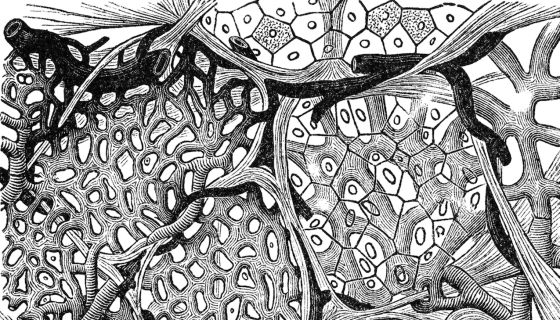 Cross section of lung