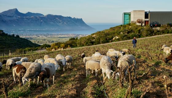 Waterkloof vineyard with sheep
