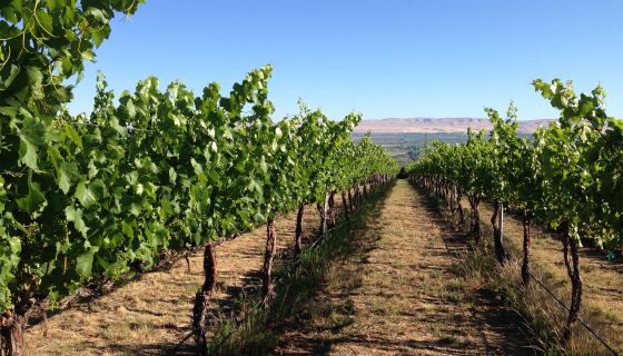 Roskamp vineyard in Yakima, Washington State