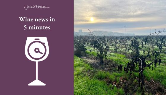 Unharvested old vine zinfandel next door to importing winery by Stuart Spencer