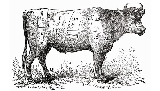 cow divided into cuts of beef