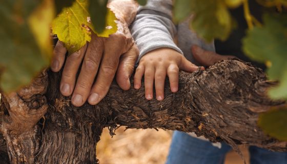 Hands of the 5th and 7th generations on a Hill of Grace vine