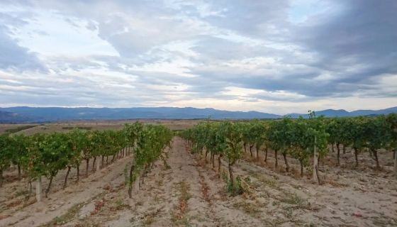 Domaine Lepovo vines