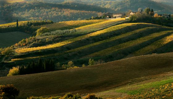 Shadows falling across Chianti Classico's vineyards