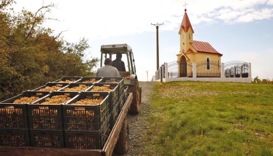 white harvest at Agape