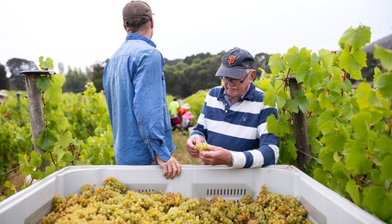 Brian Croser checks the freshly harvested grapes in the 2024 harvest
