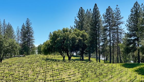 Shake Ridge vineyard