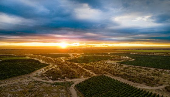 Altos Las Hormigas vineyard in Paraje Altamira