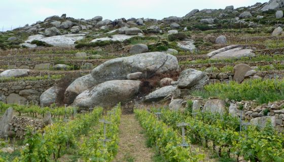 Volacus Malagousia Tinos