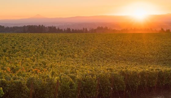 Roserock vineyard at sunset