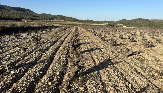 Venta del Pino vineyard