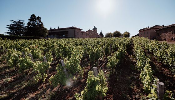 Domaine de la Pirolette vines