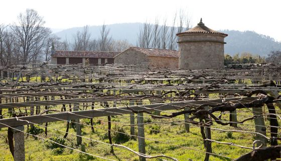 Zarate Palomar vineyard