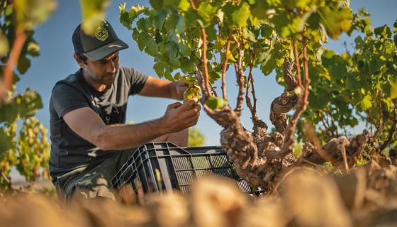 Jean Smit - winemaker at Moya Meaker and Damascene
