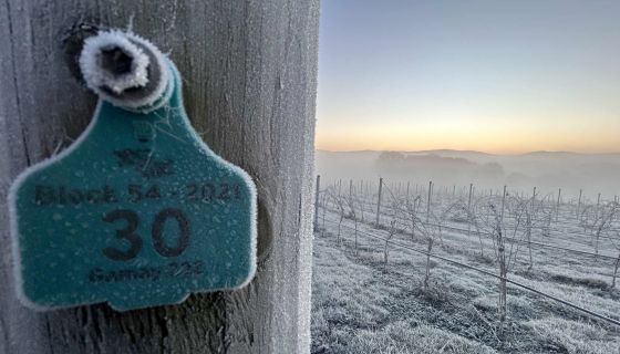 Gamay block at Lyons Will vineyard in midwinter