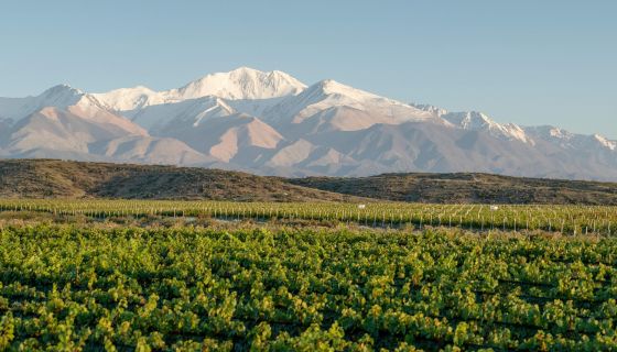 Zuccardi vineyard in Gualtallary