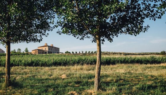 Alonso del Yerro in Ribera del Duero