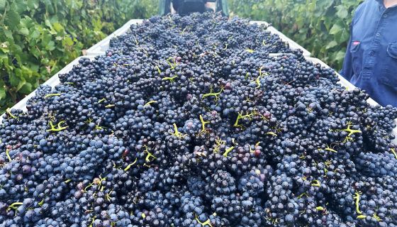 Bins of deep purple pinot noir bunches in bins pulled by tractor at Brian Croser's estate in South Australia's Piccadilly Valley
