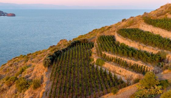 Tenuta di Castellaro vineyards