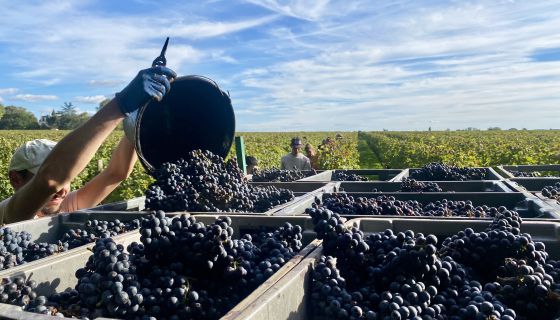 Ch Figeac harvest 4 October 2024