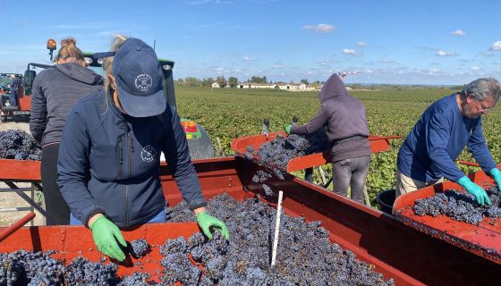 harvesting Cabernet Sauvignon at Lafite 2024
