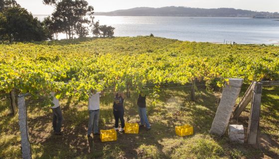 Rías Baixas vineyard 