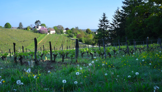 Domaine de la Noblaie in springtime
