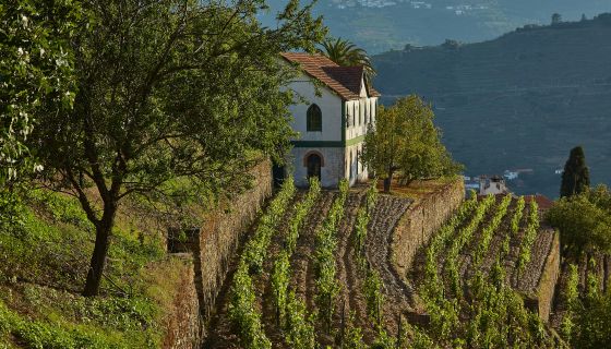 Noval Nacional Vineyard