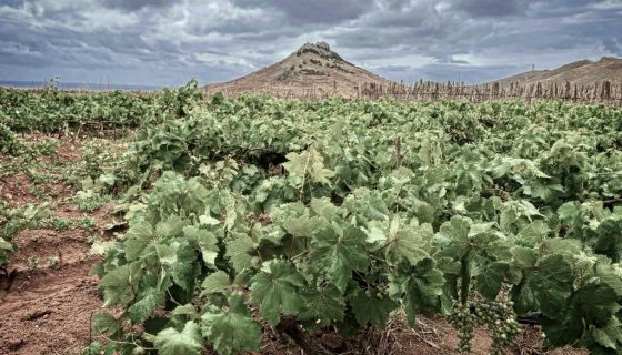 Porto Santo vineyard
