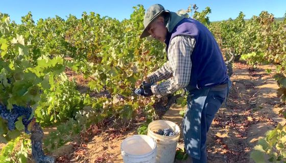 Renacido vineyard harvest 2025