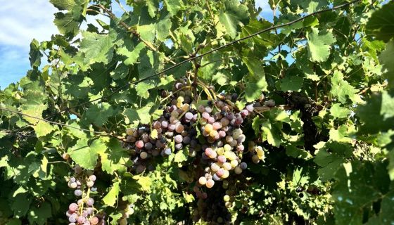 Criolla grapes in Tupungato, Argentina