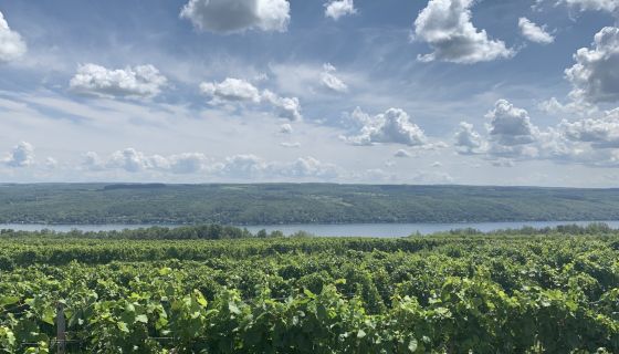 'Overlooking the Finger Lakes, or the place I learned wine chemistry'. Photo author's own