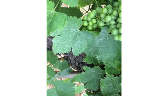 'Roland Alauze's aramon gobelet'