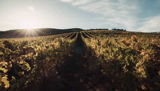 Blank Canvas vineyard March 2025