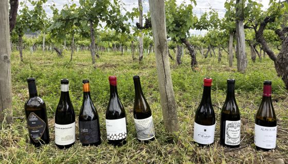 favourite Valdeorras reds – bottle line-up in a vineyard