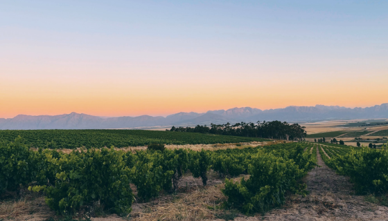 A South African vineyard at sunset. photo author's own
