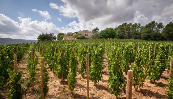 Forcada vines at Finca Mas Palau in Penedès