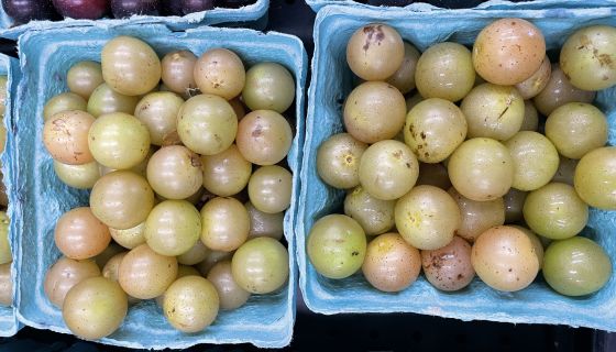 Scuppernong grapes 
