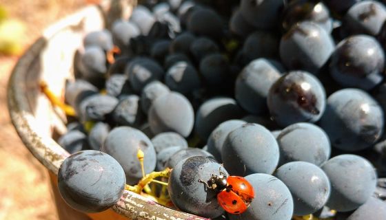 courtesy of Juliana Kelman from Kelman Family Vineyards in the Dão region