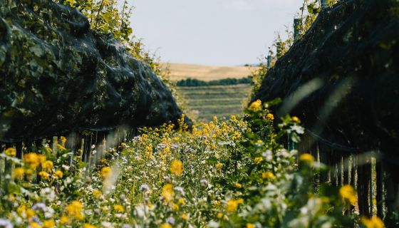 Bernhard Ott vineyard June 2025