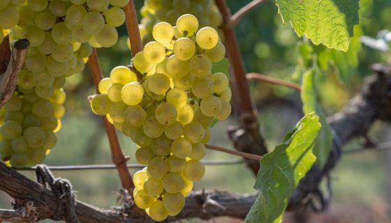 Telti-Kuruk photo, Credit: Wines of Ukraine