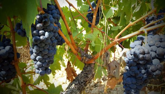 "Tempranillo vine in the Muga vineyards in Haro, La Rioja, 2018"