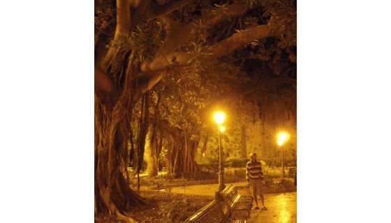 Caption: Ficus Trees in Siracusa, Sicily. author's own photo