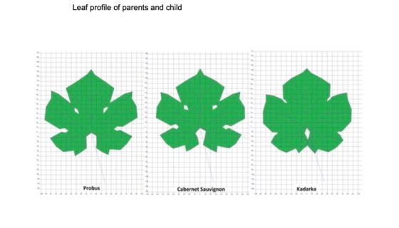 image of a Probus leaf alongside Cabernet Sauvignon and Kadarka leaves