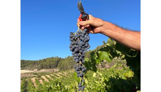 "Sumoll grapes in Santa Margarida de Montbui, Penedès" Photo credit: Roc Gramona i Simó (Gramona, Enclòs de Peralba)