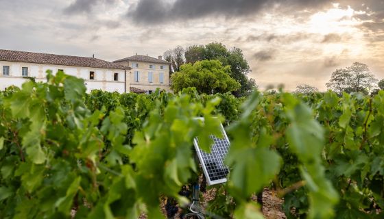 Ch Lafleur and vineyard panel