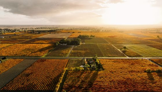 aerial view of Coonawarra vineyards in autumn